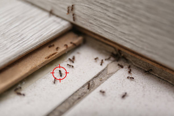Best Flea Control Services  in Arvin, CA