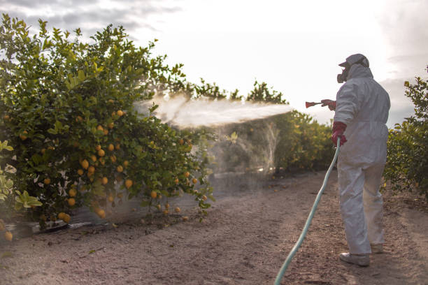 Best Pest Prevention Services  in Arvin, CA