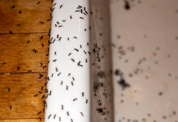 Pest Prevention Services in Arvin, CA