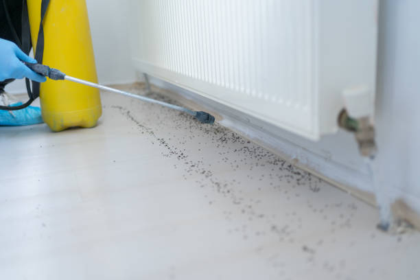 Best Best Pest Control Companies  in Arvin, CA