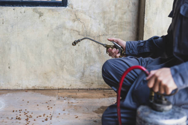 Best Termite Control Services  in Arvin, CA